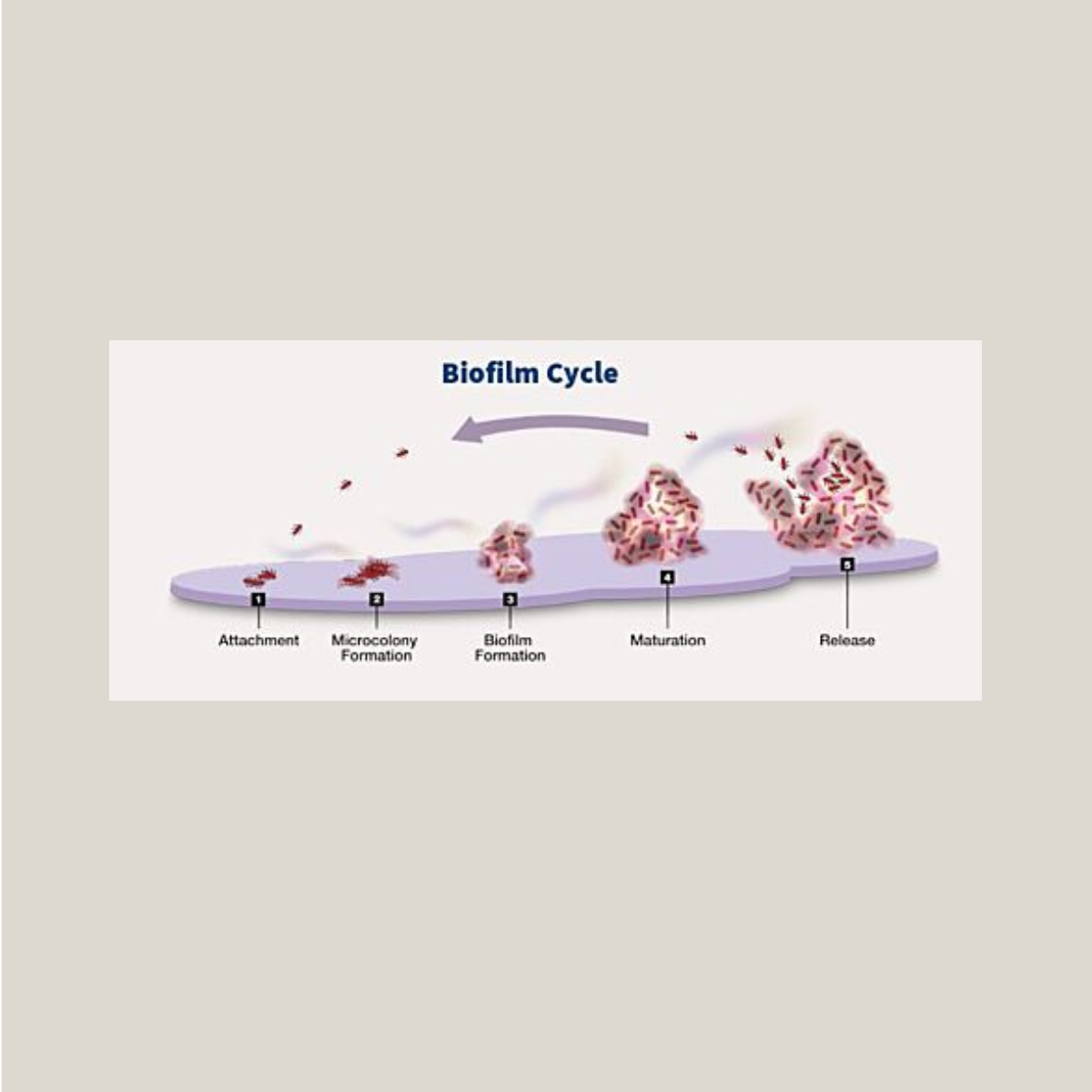 Ther-Biotic InterFase Plus